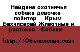 Найдена охотничья собака(девочка) пойнтер. - Крым, Бахчисарай Животные и растения » Собаки   